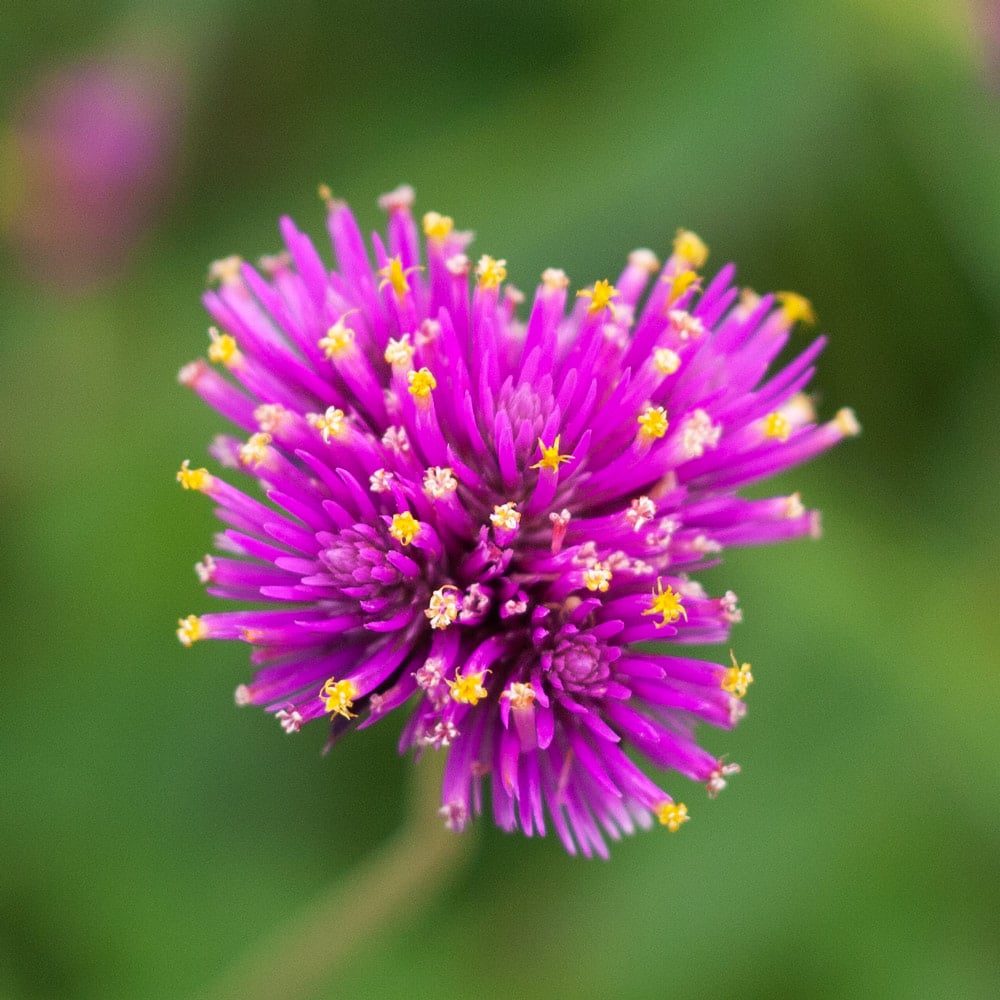 Gomphrena globosa 'Fireworks'