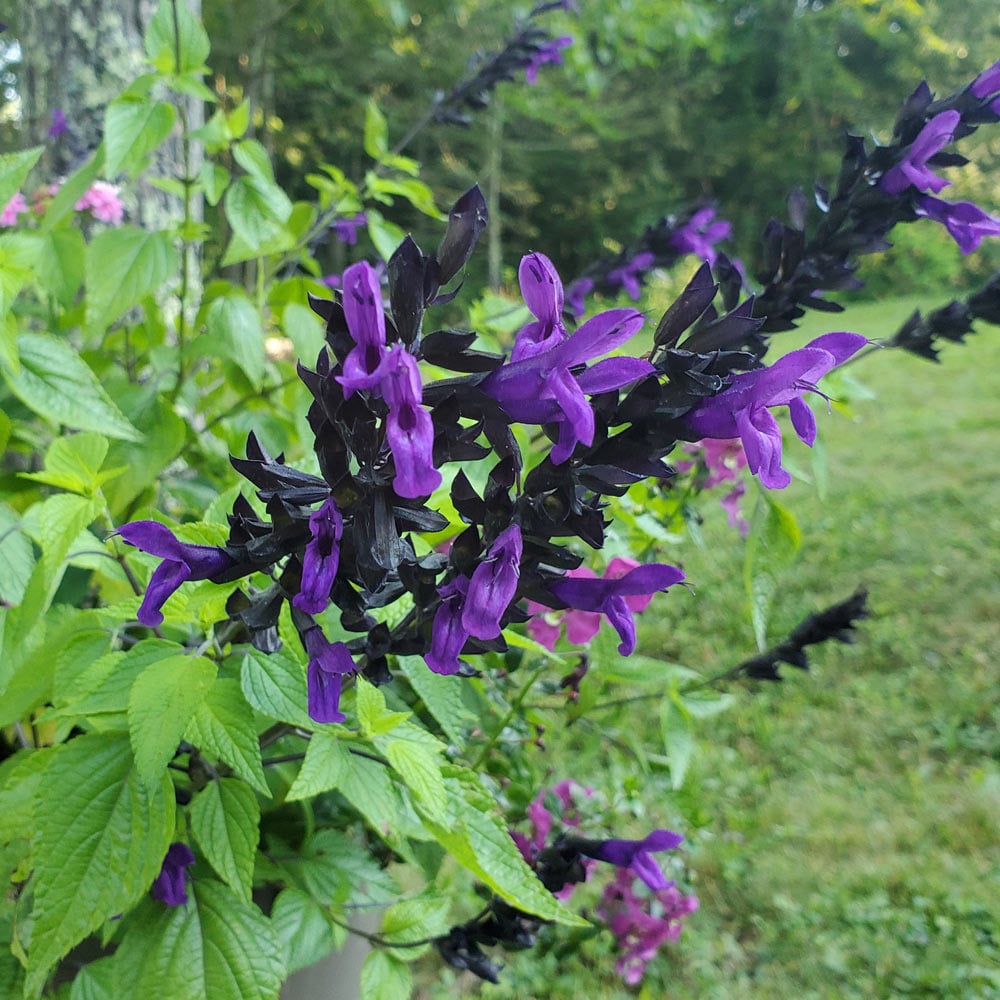 Salvia Bodacious® Hummingbird Falls