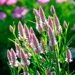  Celosia argentea 'Flamingo Feather'