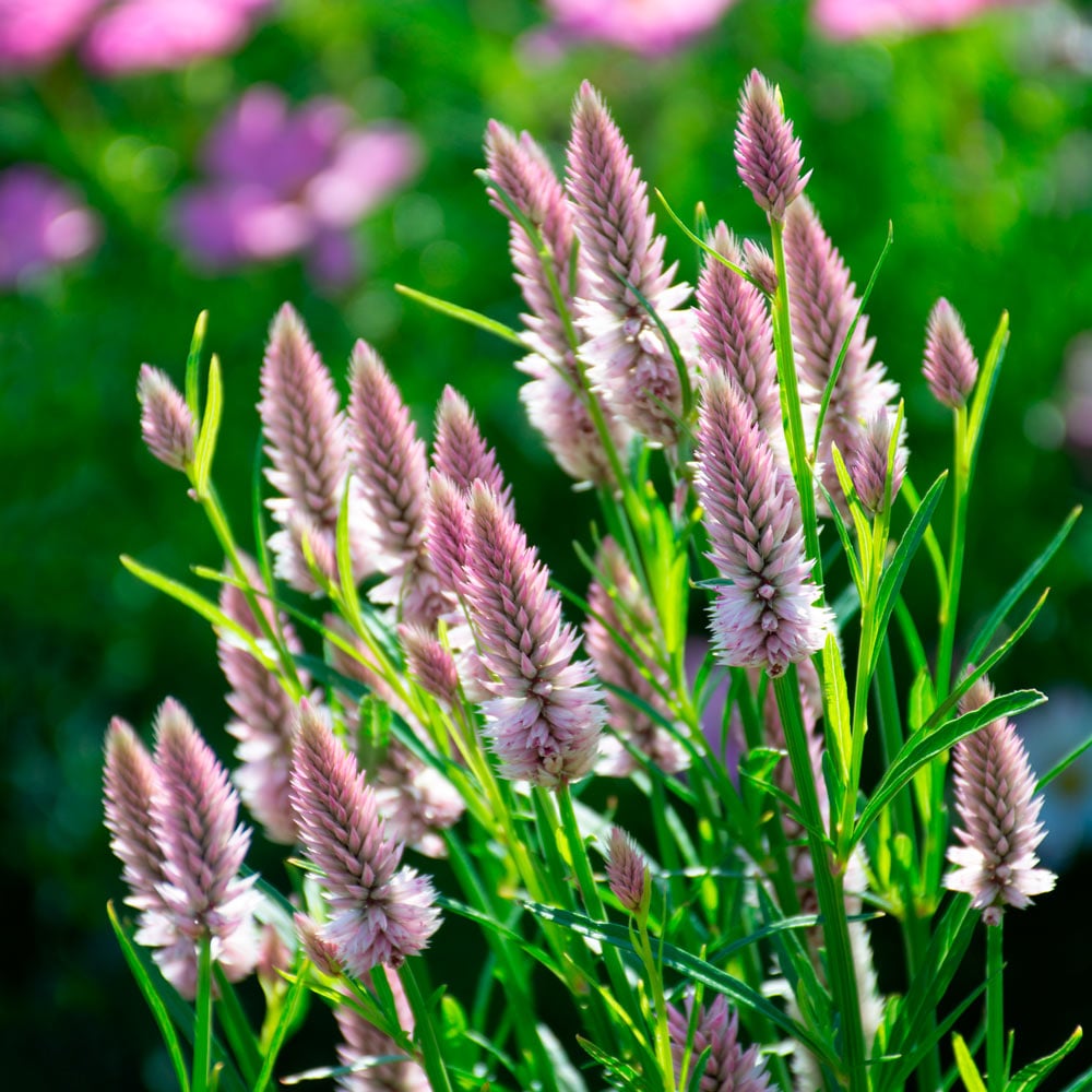 Celosia argentea 'Flamingo Feather'