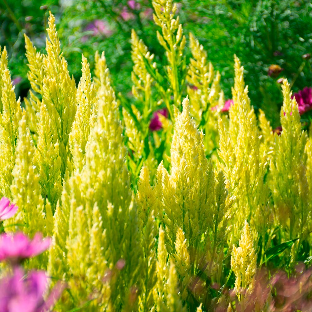 Celosia argentea 'Sylphid'