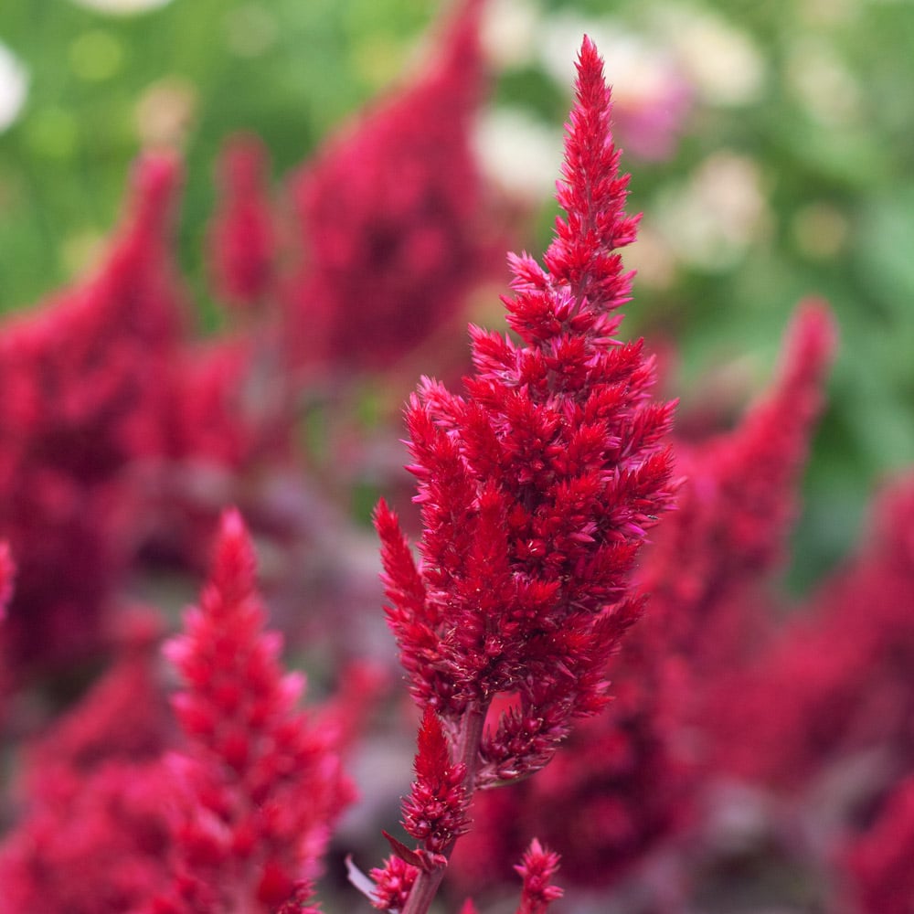 Celosia argentea Sunday™ Wine Red