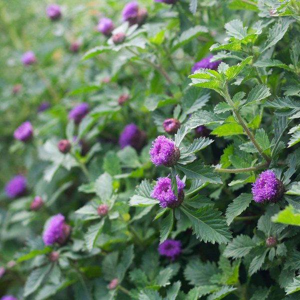 Centratherum intermedium 'Pineapple Sangria' White Flower Farm