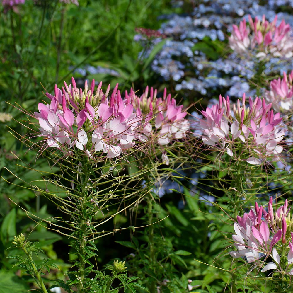 Cleome hassleriana Sparkler™ 2.0 Blush