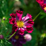  Cosmos bipinnatus 'Double Click Cranberries'