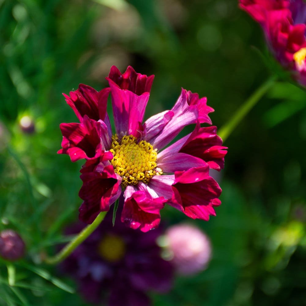 Cosmos bipinnatus 'Double Click Cranberries'