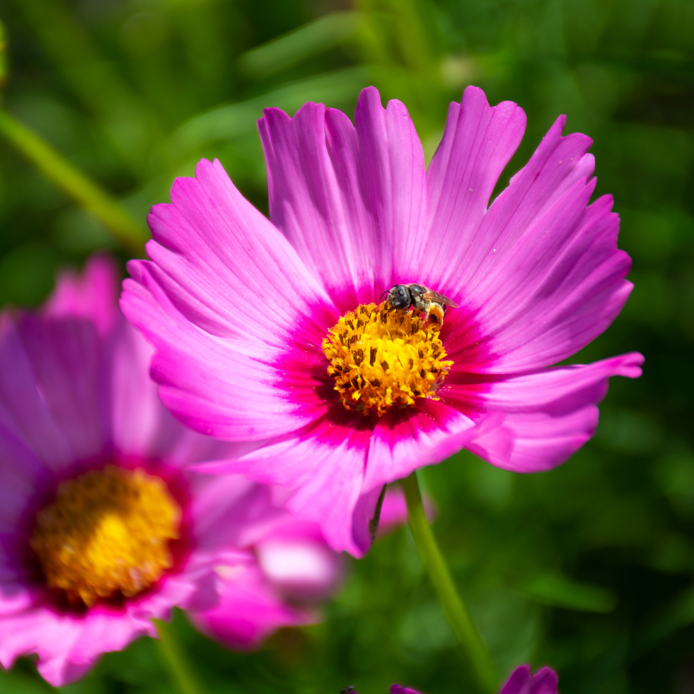 Cosmos bipinnatus 'Pink Popsocks' White Flower Farm