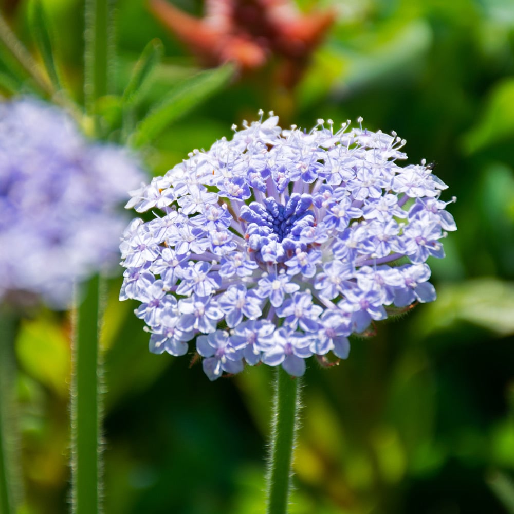 Trachymene coerulea 'Lacy Lavender Blue'