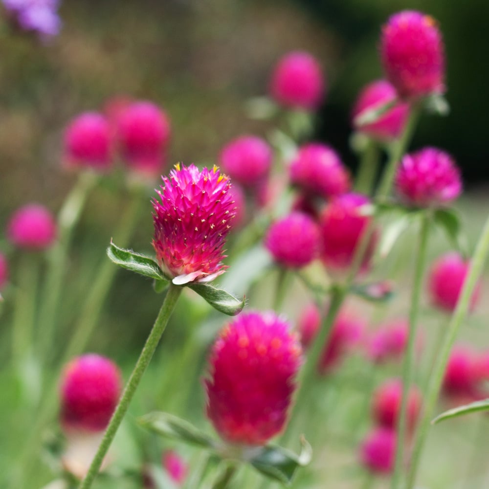 Gomphrena haageana 'QIS Carmine'