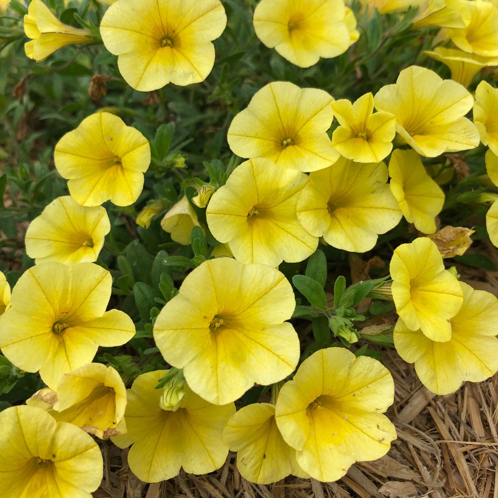 Calibrachoa 'Bloomtastic Yellow'