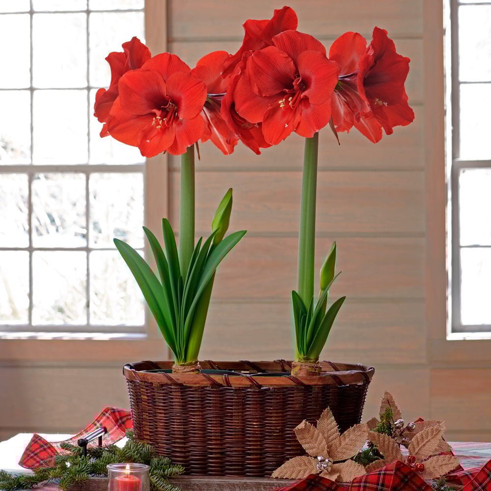 Amaryllis 'Ferrari'