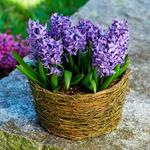  Hyacinth 'Delft Blue,' Ready-to-Bloom Basket