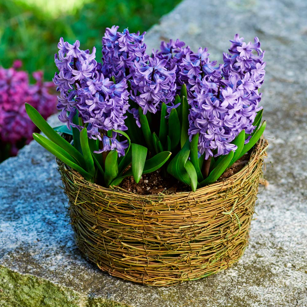 Hyacinth 'Delft Blue,' Ready-to-Bloom Basket