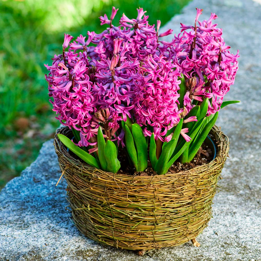 Pink Hyacinths and Lilac Basket