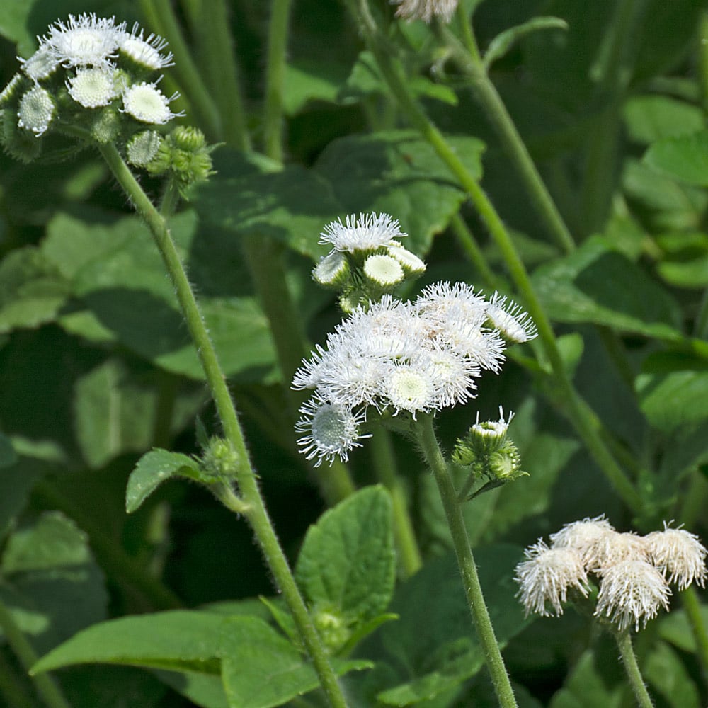 Ageratum houstonianum 'White Bouquet'