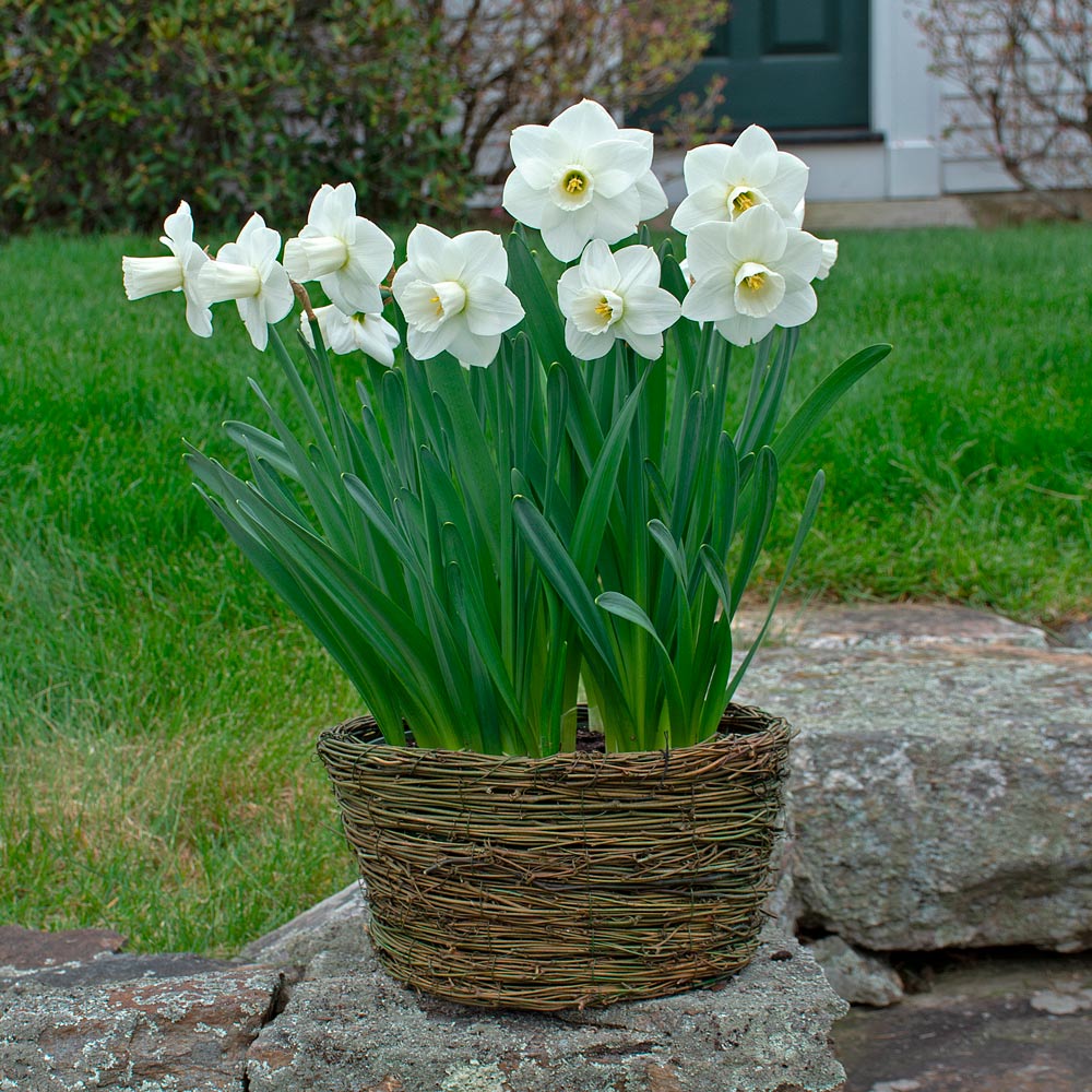 Narcissus 'Snowboard,' Ready-to-Bloom Basket