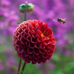 Miniature Dahlias: 2-4