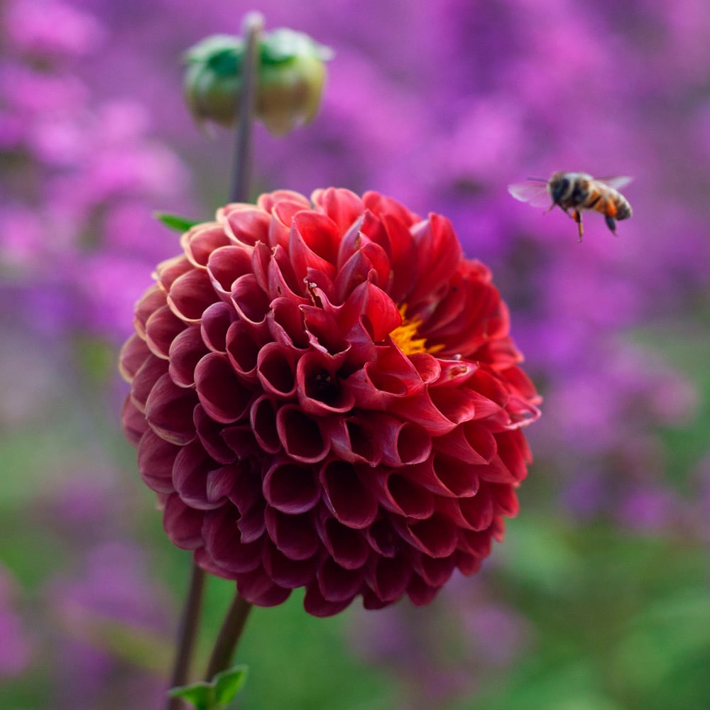 Dahlia 'Cornel'