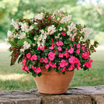  Litchfield Lights Container Garden