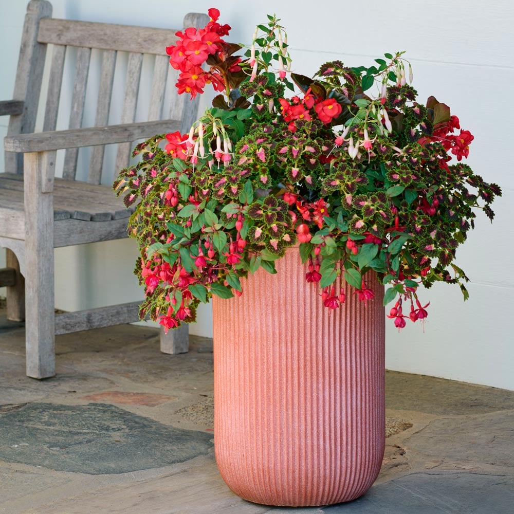 Pico de Gallo Container Garden