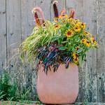 Use All-Bloom Fertilizer with These Annual Container Gardens