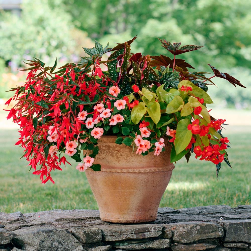 Spot On Container Garden