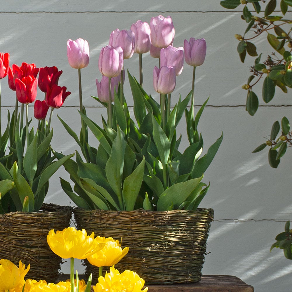 Tulip 'Candy Prince,' Ready-to-Bloom Basket