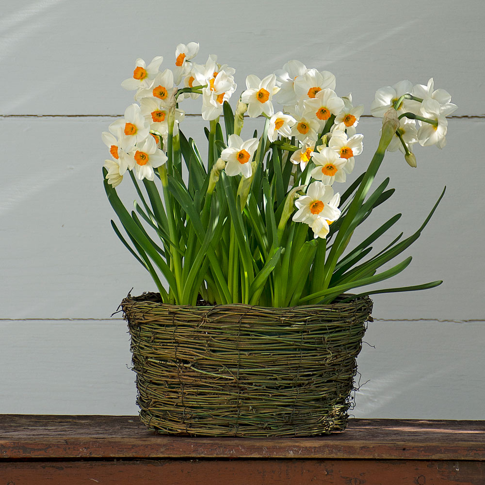 Narcissus 'Geranium,' Ready-to-Bloom Basket