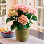  Pink Hydrangea in metal cachepot