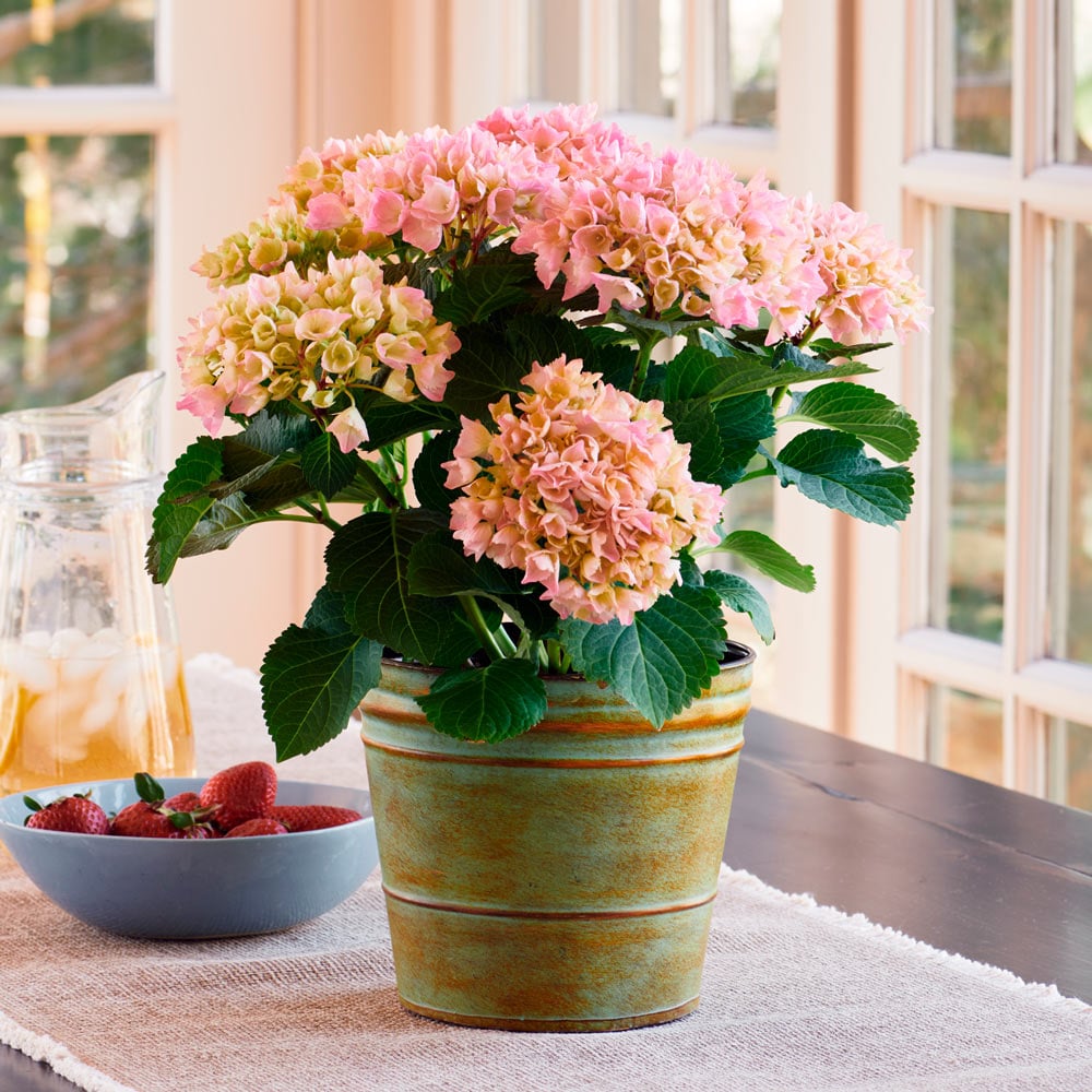 Pink Hydrangea in metal cachepot