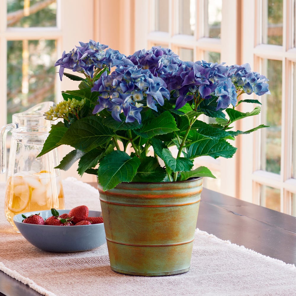 Blue Hydrangea in metal cachepot