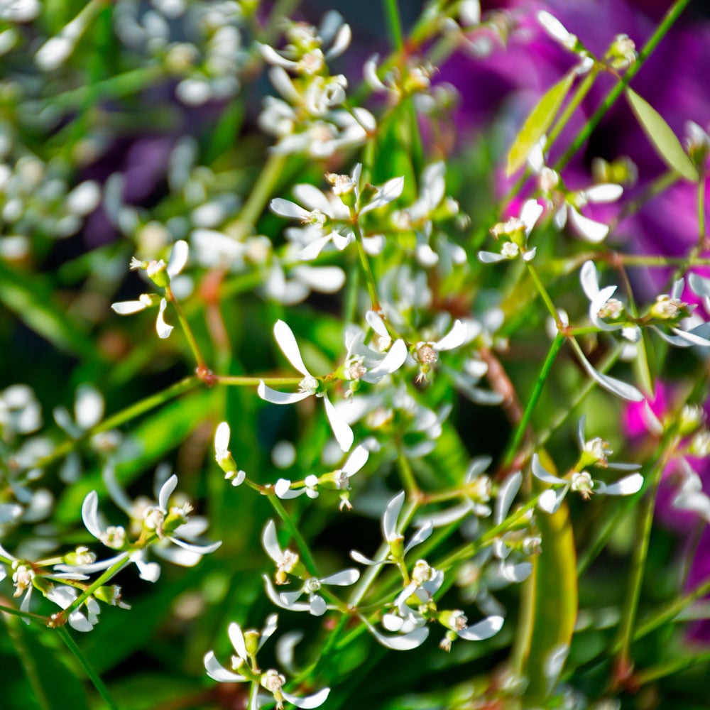 Euphorbia hypericifolia Breathless® White