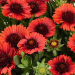  Gaillardia SpinTop® Red