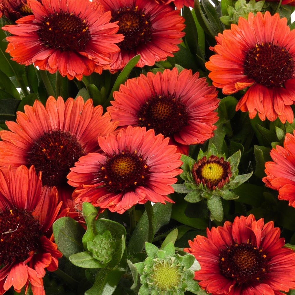 Gaillardia SpinTop® Red