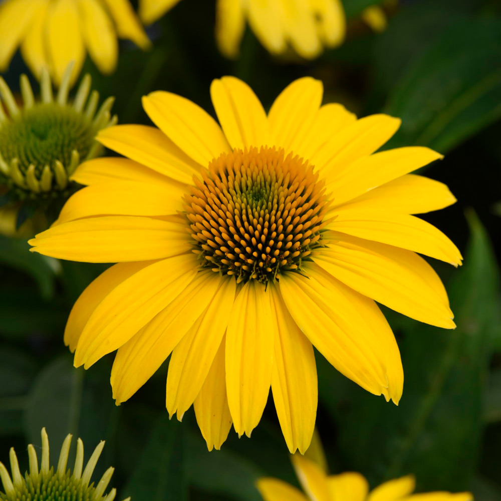 Echinacea Sombrero® Lemon Yellow White Flower Farm