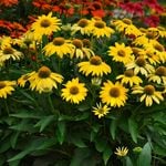  Echinacea Sombrero® Lemon Yellow