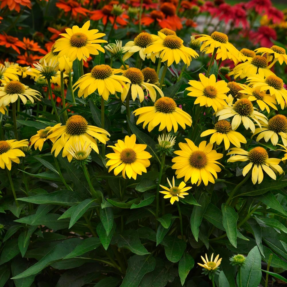 Echinacea Sombrero® Lemon Yellow