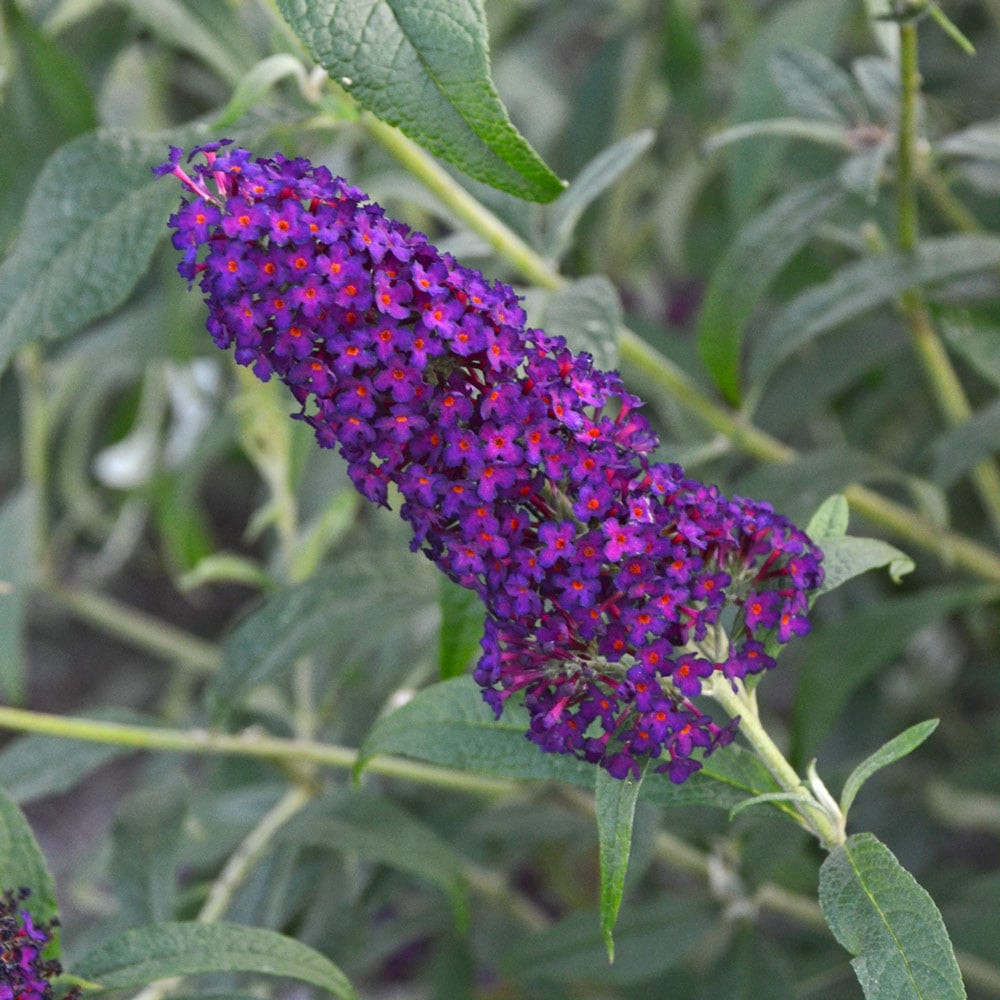 Buddleia Monarch® 'Dark Dynasty'