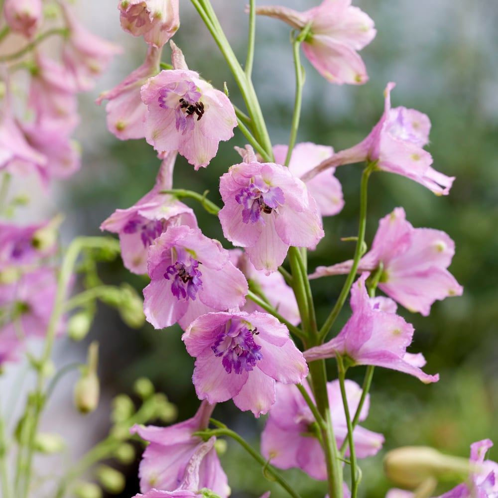 Delphinium x belladonna 'Bella Andes Lavender'