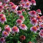  Echinacea purpurea Cone-fections™ 'Butterfly Kisses'