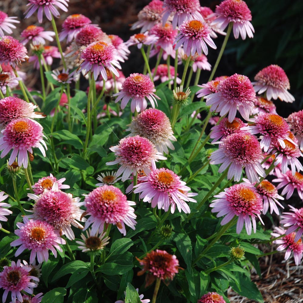 Echinacea purpurea Cone-fections™ 'Butterfly Kisses'