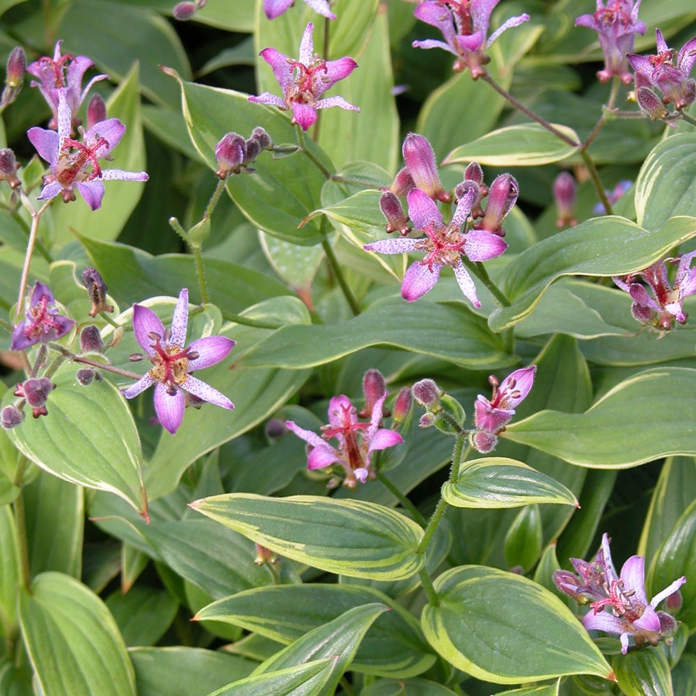 Tricyrtis formosana 'Gilt Edge' White Flower Farm