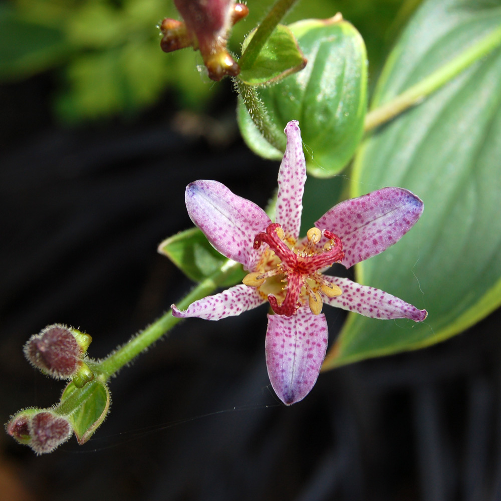 Tricyrtis formosana 'Gilt Edge'