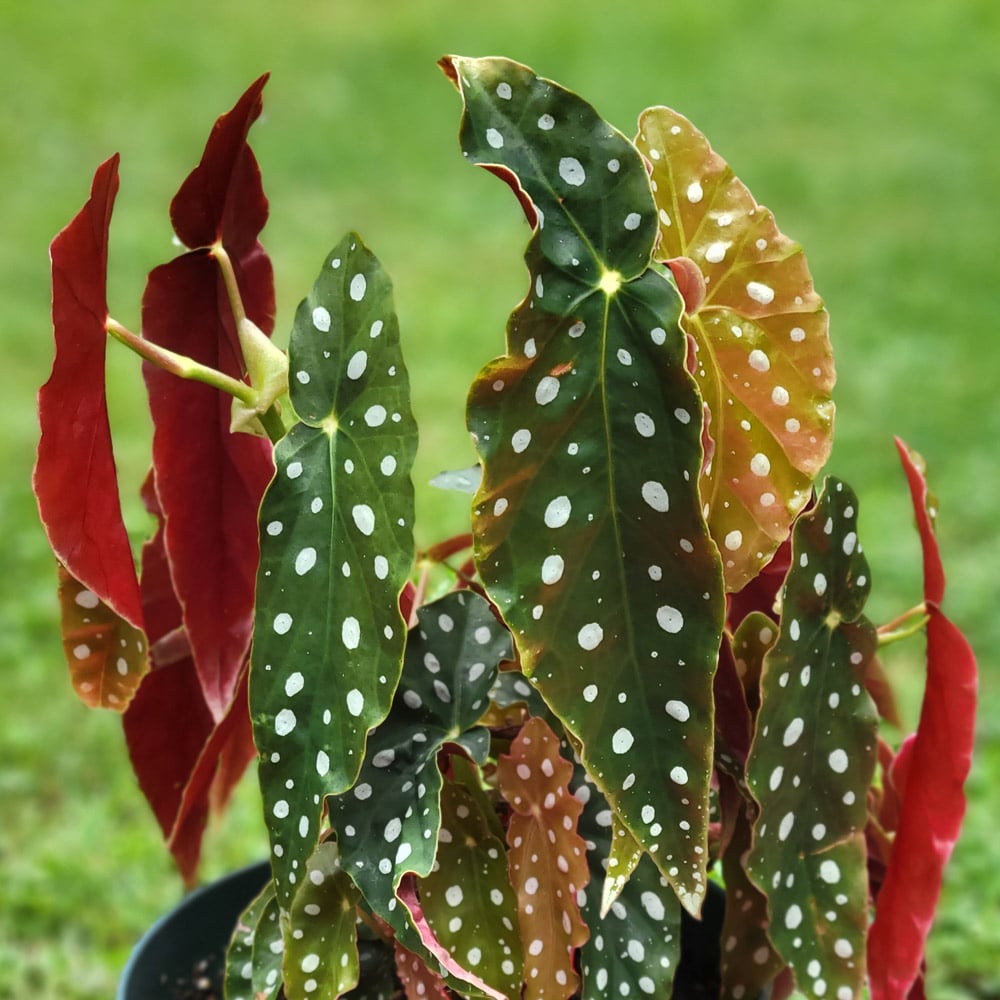 Begonia maculata