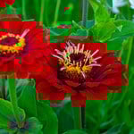  Zinnia elegans 'Giant Dahlia Flowered Deep Red'