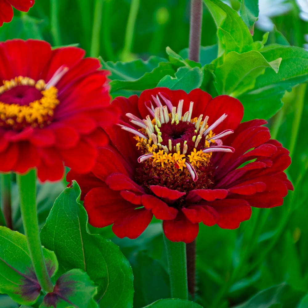 Zinnia elegans 'Giant Dahlia Flowered Deep Red'