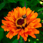  Zinnia elegans 'Inca'