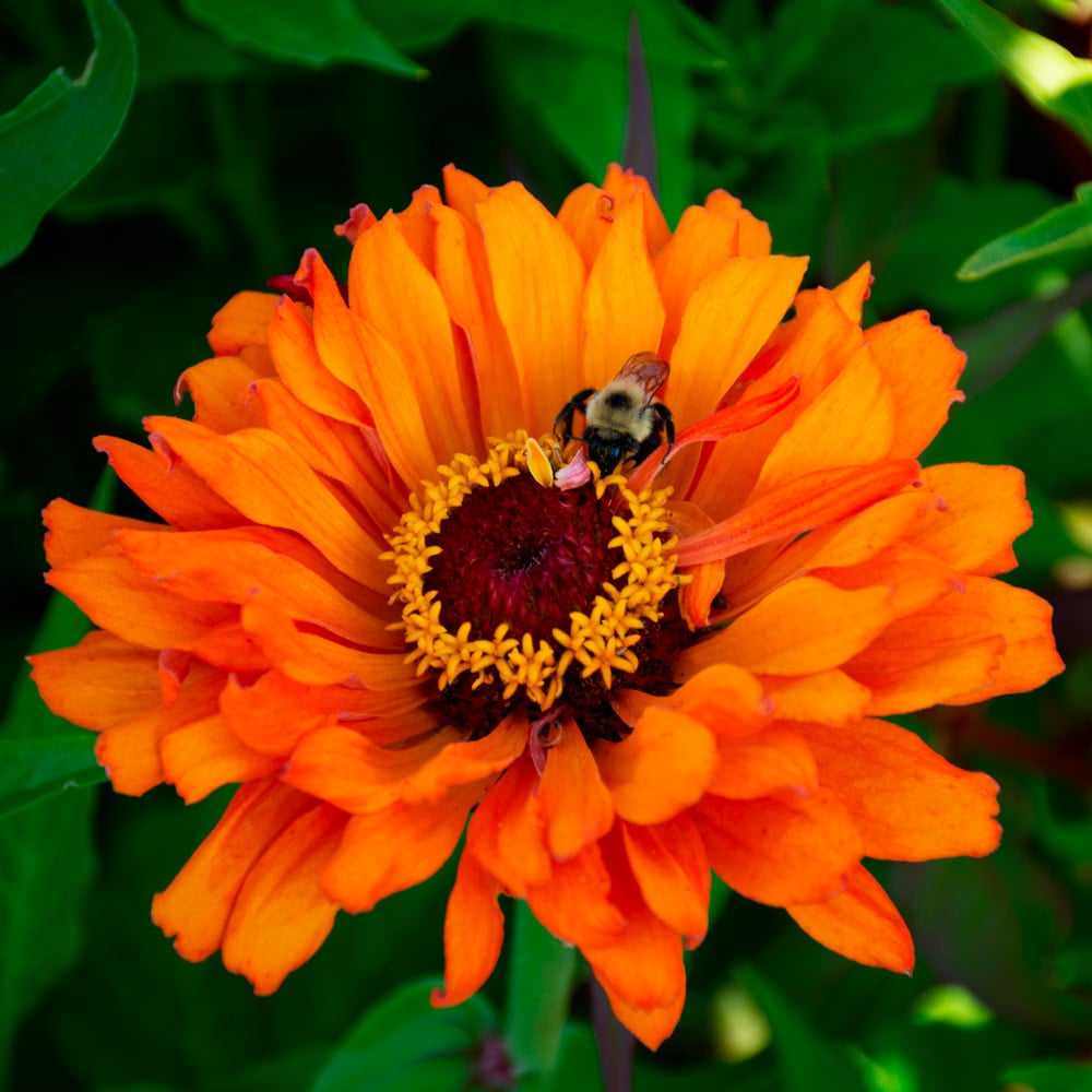 Zinnia elegans 'Inca'