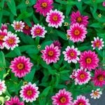  Zinnia 'Profusion Cherry Bicolor'