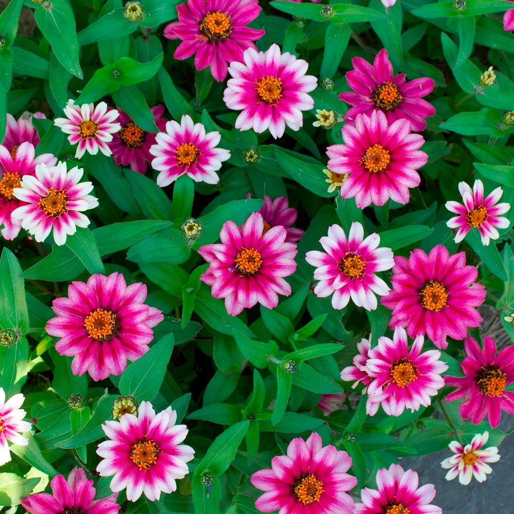 Zinnia 'Profusion Cherry Bicolor'